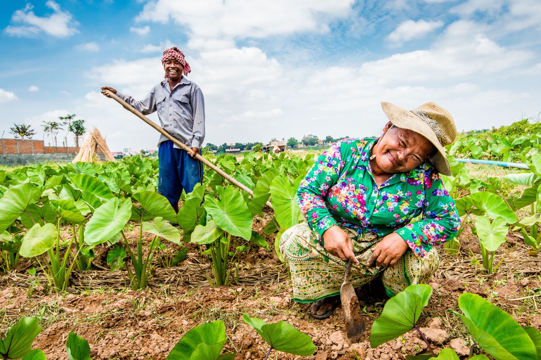 Boeren werken op een groen veld in Cambodja