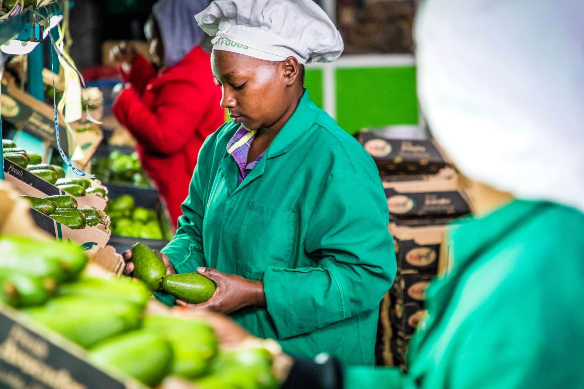 Werknemer inspecteert avocados op een productiebaan in Kenia